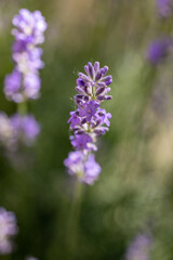 Selective focus on lavender flower in flower garden. Lavender flowers lit by sunlight.