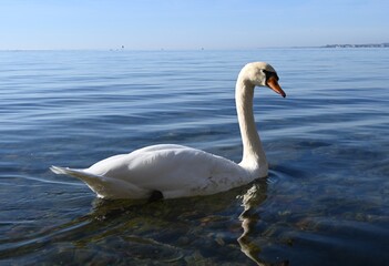 swan on the lake Constance in Austria