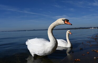 Naklejka na ściany i meble swans on the lake, lake Constance in Austria