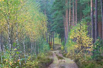 Kolory jesieni w lesie, malowniczo pożółkłe młode brzózki.