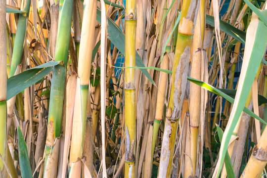 cordyline australis plant care Shop 'Cordyline australis – Cabbage Tree' Care and Info