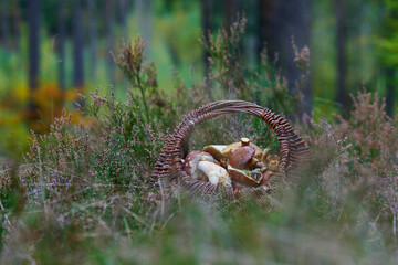 Wiklinowy kosz pełen grzybów wśród wrzosów i kolorów jesiennego lasu.