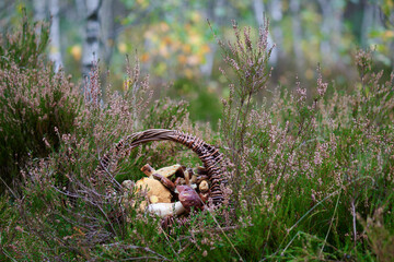 Wiklinowy kosz pełen grzybów wśród wrzosów i kolorów jesiennego lasu. - obrazy, fototapety, plakaty