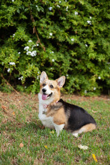 Naklejka na ściany i meble Cute welsh corgi cardigan dog smiling tongue out to the camera sitting near green bush with flowers outdoors. Purebred corgi on a walk in the park in summer or autumn at daytime.