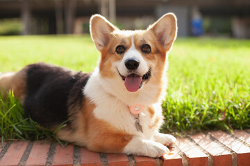 Cute welsh corgi cardigan dog smiling tongue out  to the camera. Purebred corgi on a walk in the park in summer or autumn at daytime.