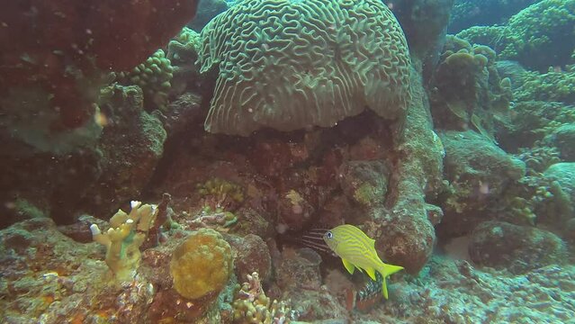 turtle underwater coral reef curacao underwater world 