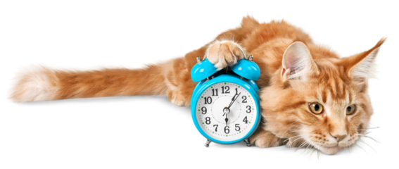 Adorable red cat with clock isolated on white background