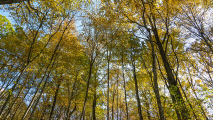 Fototapeta premium Bottom view of the treetops in the autumn forest. Autumn forest background. Trees with bright colored leaves, red-orange trees in the autumn park. The slow process of changing the state of nature