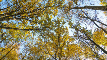 Bottom view of the treetops in the autumn forest. Autumn forest background. Trees with bright colored leaves, red-orange trees in the autumn park. The slow process of changing the state of nature
