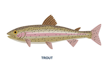 River or sea fish. Poster with sea animal or delicious seafood. Spotted trout with pink lines on body. Design element for restaurant menu. Cartoon flat vector illustration isolated on white background
