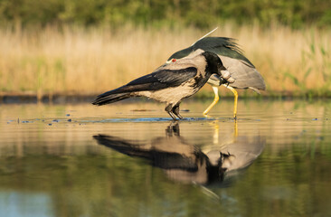 Fishing Hooded crow (Corvus corone cornix)