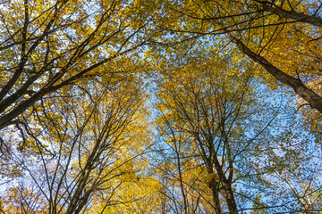 Obraz premium Bottom view of the treetops in the autumn forest. Autumn forest background. Trees with bright colored leaves, red-orange trees in the autumn park. The slow process of changing the state of nature