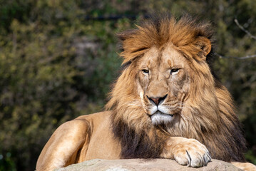 African Lion (Panthera Leo)