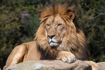 Fototapeta na wymiar African Lion (Panthera Leo)