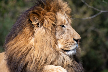 African Lion (Panthera Leo)