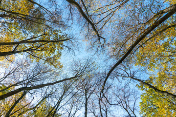 Bottom view of the treetops in the autumn forest. Autumn forest background. Trees with brightly colored leaves, red-orange trees in the autumn park. Colorful leaves and trees against the blue sky.