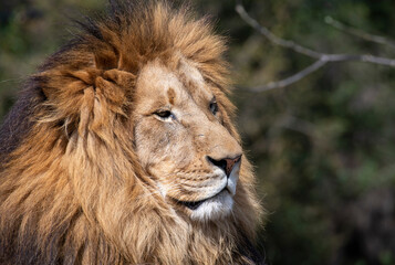 African Lion (Panthera Leo)