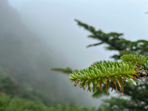 Shallow focus shot of the pine tree leaves with misty scene in Shennongjia, China