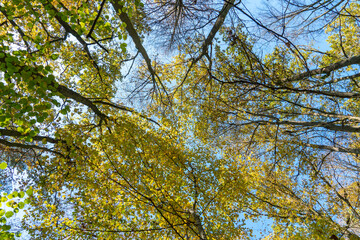 Bottom view of the treetops in the autumn forest. Autumn forest background. Trees with brightly colored leaves, red-orange trees in the autumn park. Colorful leaves and trees against the blue sky.