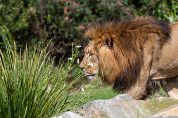 African Lion (Panthera Leo)