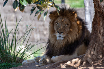 Naklejka na ściany i meble African Lion (Panthera Leo)