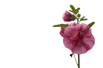 Pink hollyhock double flower illustration isolated on white background with copy space