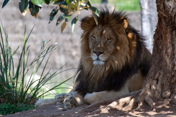 Obraz na płótnie Canvas African Lion (Panthera Leo)
