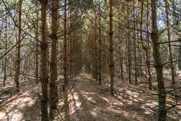 Obraz premium Dry autumn forest. Slender rows of coniferous trees in the forest during sunset.