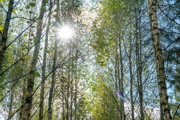 Bottom view of the treetops in the autumn forest. Autumn forest background. Trees with brightly colored leaves, red-orange trees in the autumn park. Colorful leaves and trees against the blue sky.