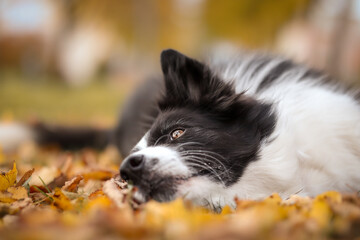 Cute Border Collie Lies Down on Autumn Leaves. Adorable Black and White Dog on Colorful Ground during Fall Season.