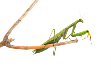 green praying mantis sits on a tree branch on a white background. insect predator. nature and zoology