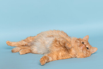 Fluffy ginger adult cat resting on a blue background in the studio. Close-up, a calm domestic cat lies in front of the camera