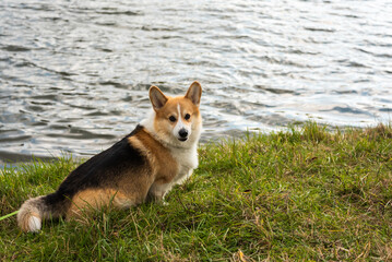 Happy and active purebred Welsh Corgi dog outdoors in the grass