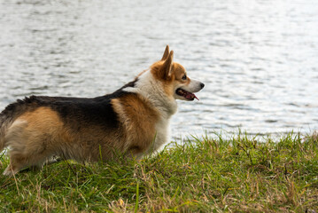 Happy and active purebred Welsh Corgi dog outdoors in the grass
