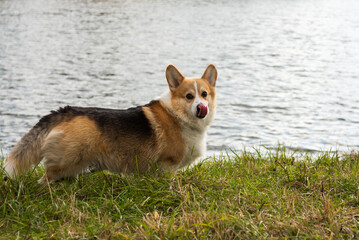 Happy and active purebred Welsh Corgi dog outdoors in the grass