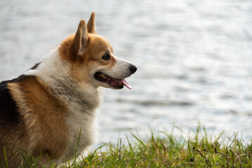 Happy and active purebred Welsh Corgi dog outdoors in the grass
