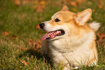 Happy and active purebred Welsh Corgi dog outdoors in the grass