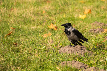 Black and white crow bird sitting on the ground on blurred summer background