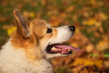Happy and active purebred Welsh Corgi dog outdoors in the grass