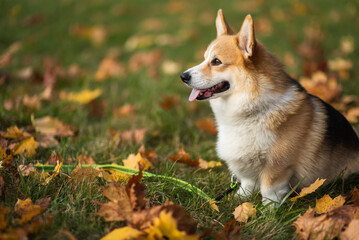 happy smiling corgi face outdoors in autumn