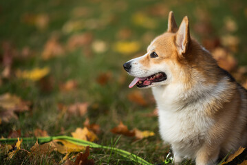 happy smiling corgi face outdoors in autumn