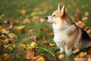 happy smiling corgi face outdoors in autumn