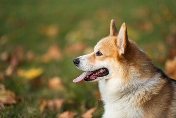 happy smiling corgi face outdoors in autumn