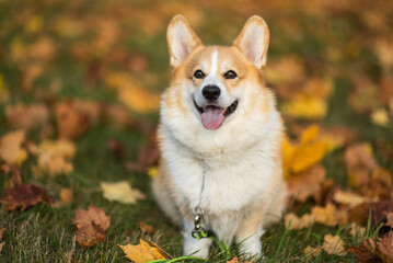 happy smiling corgi face outdoors in autumn