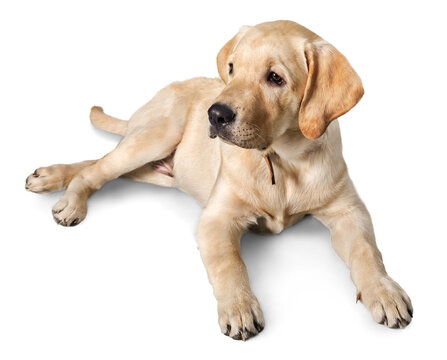 Beautiful Labrador retriever in front of white background