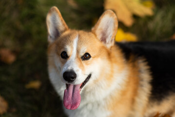 Happy and active purebred Welsh Corgi dog outdoors in the grass