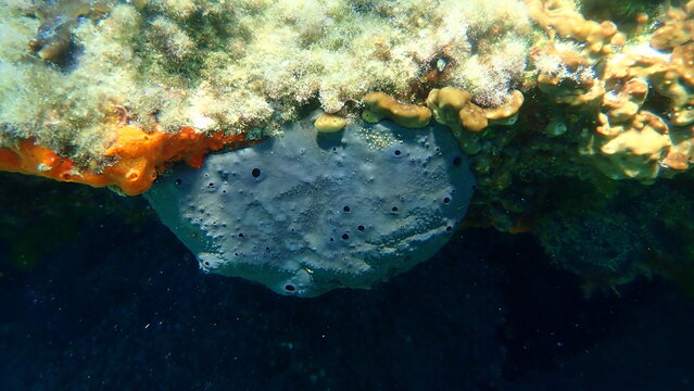 Bath sponge Spongia (Spongia) officinalis undersea, Aegean Sea, Greece, Halkidiki