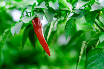 Alone ripe red chili pepper hanging on twig in greenhouse on farm with blurred green foliage background