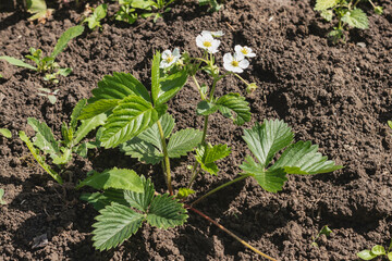 Blooming strawberries in the garden .White strawberry flowers
