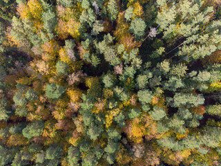 autumn forest drone view